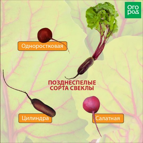 Лучшие сорта свеклы для выращивания в России